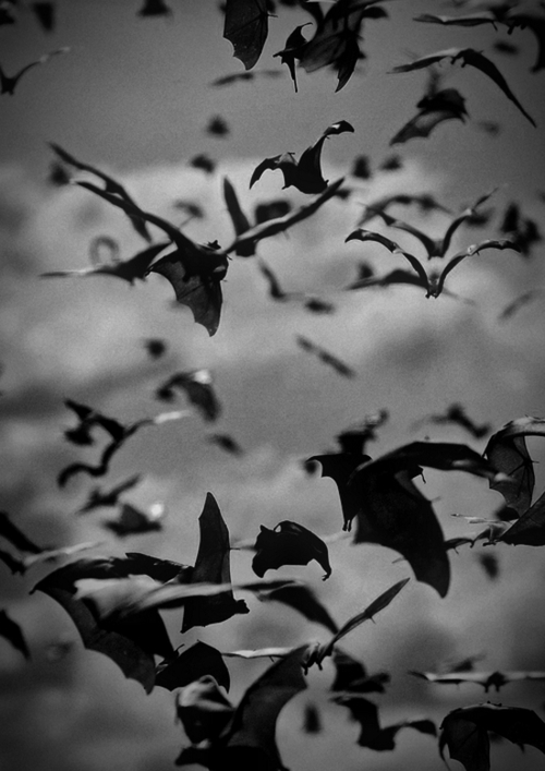 Bats