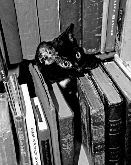 Cat books