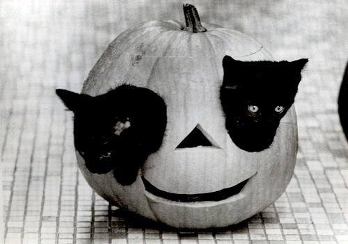 Pumpkin cats