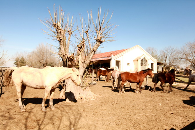 Estantia El Ombu - San Antonio De Areco - Argentina 19