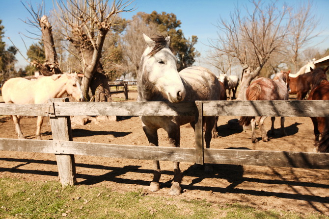 Estantia El Ombu - San Antonio De Areco - Argentina 20