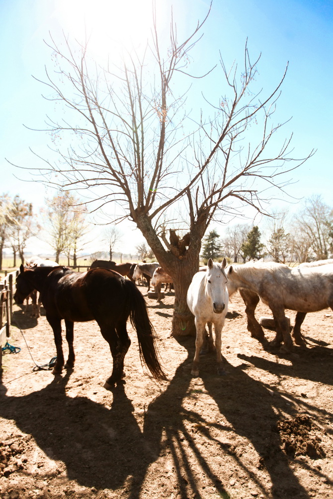 Estantia El Ombu - San Antonio De Areco - Argentina 23