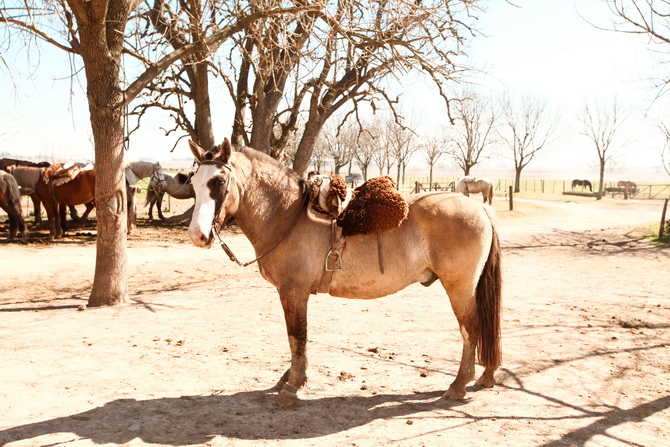 Estantia El Ombu - San Antonio De Areco - Argentina 25