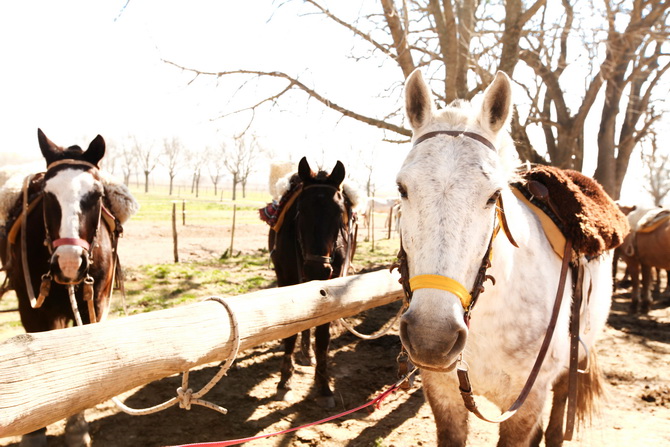 Estantia El Ombu - San Antonio De Areco - Argentina 26