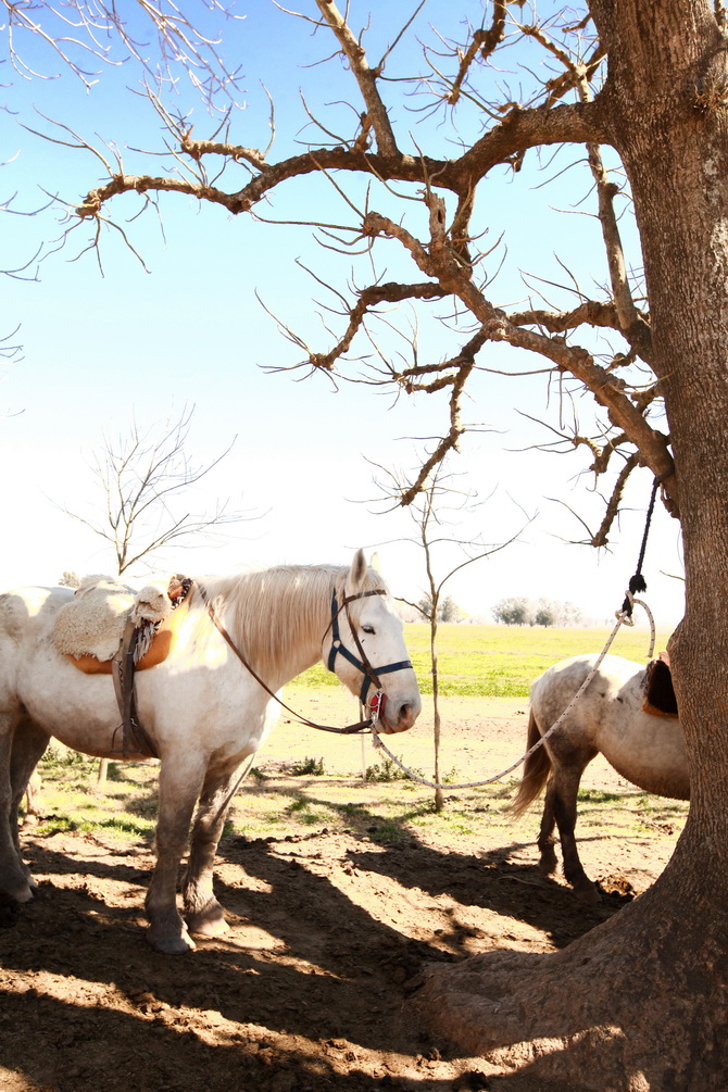 Estantia El Ombu - San Antonio De Areco - Argentina 27