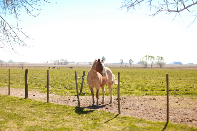 Estantia El Ombu - San Antonio De Areco - Argentina 30