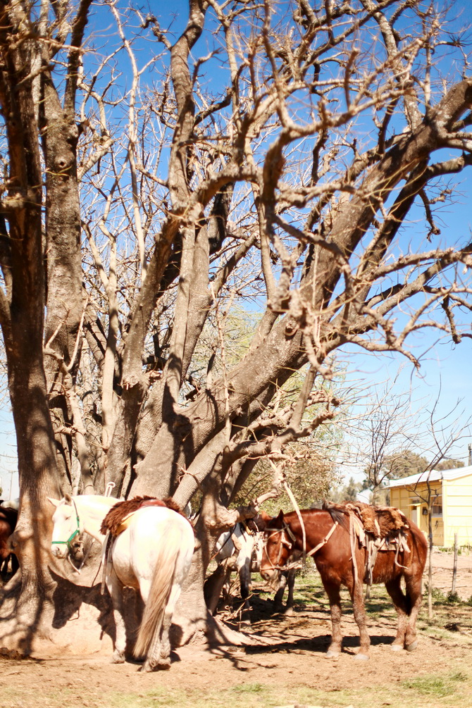 Estantia El Ombu - San Antonio De Areco - Argentina 31