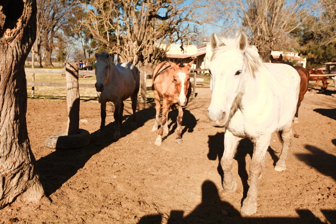 Estantia El Ombu - San Antonio De Areco - Argentina 50