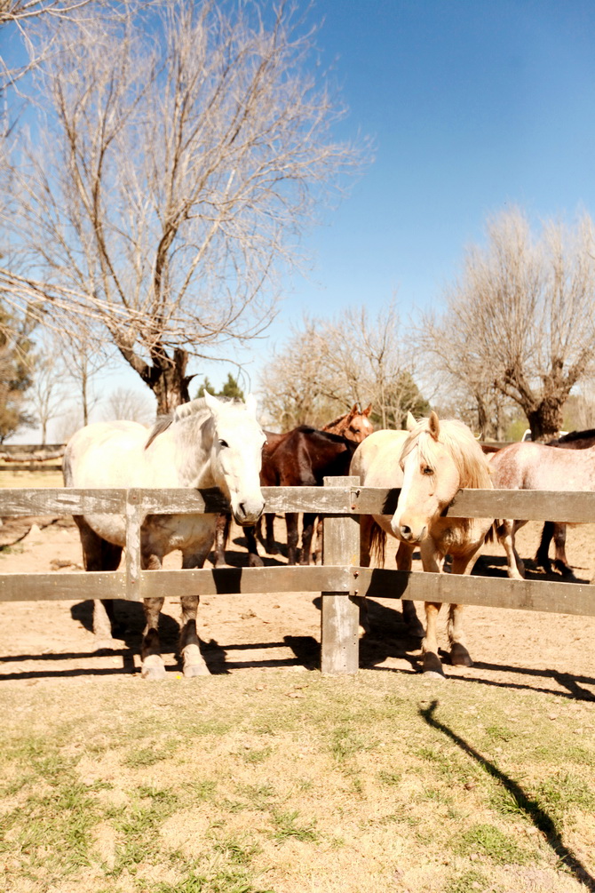 Estantia El Ombu - San Antonio De Areco - Argentina 71