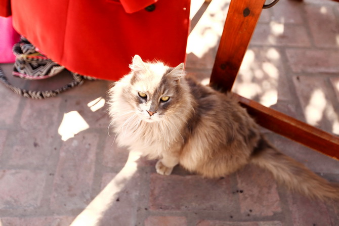 Estantia El Ombu - San Antonio De Areco - Argentina 74