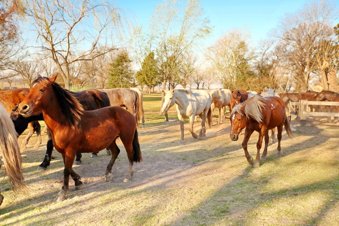 Estantia El Ombu - San Antonio De Areco - Argentina 80