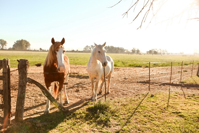 Estantia El Ombu - San Antonio De Areco - Argentina 82