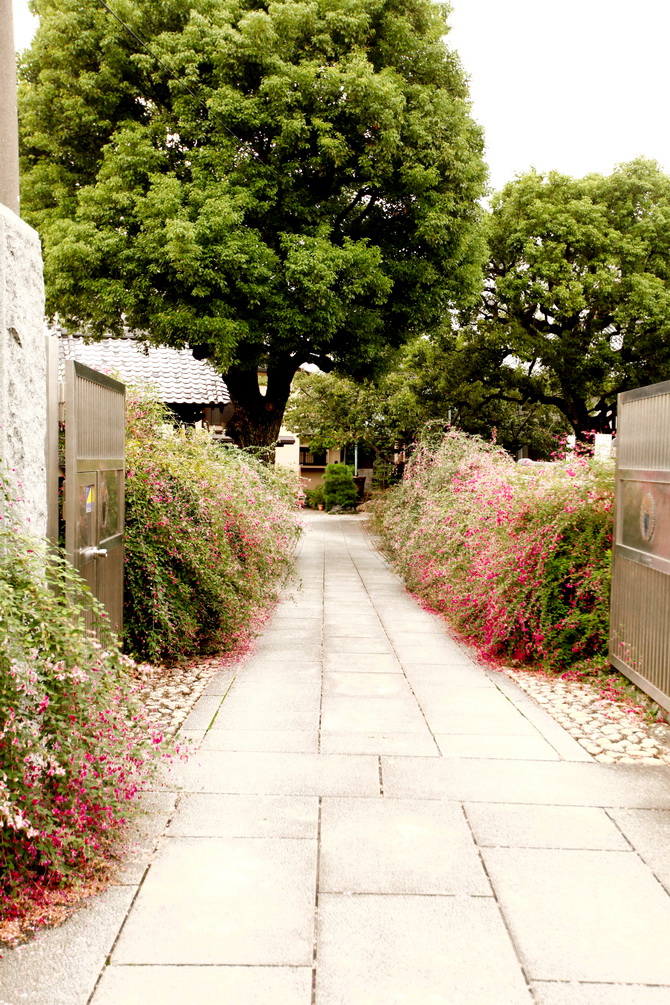 The Cherry Blossom Girl - Yanaka 09