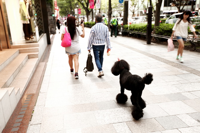 The Cherry Blossom Girl - Around Harajuku 13