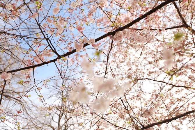 The Cherry Blossom Girl - Blossoms at the Eiffel Tower 15