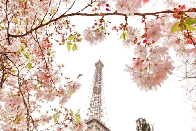 The Cherry Blossom Girl - Blossoms at the Eiffel Tower 20