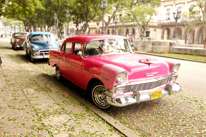 The Cherry Blossom Girl - Cuba Rosa 16