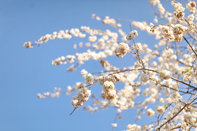 The Cherry Blossom Girl - Disneyland Paris Swing Into Spring 33