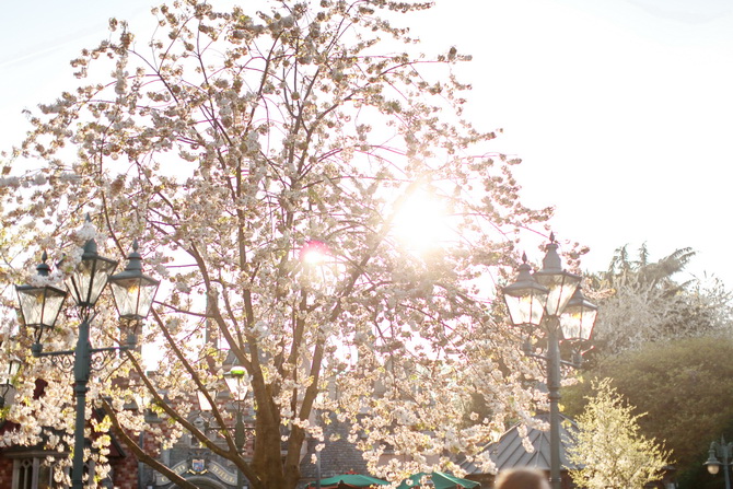 The Cherry Blossom Girl - Disneyland Paris Swing Into Spring 35