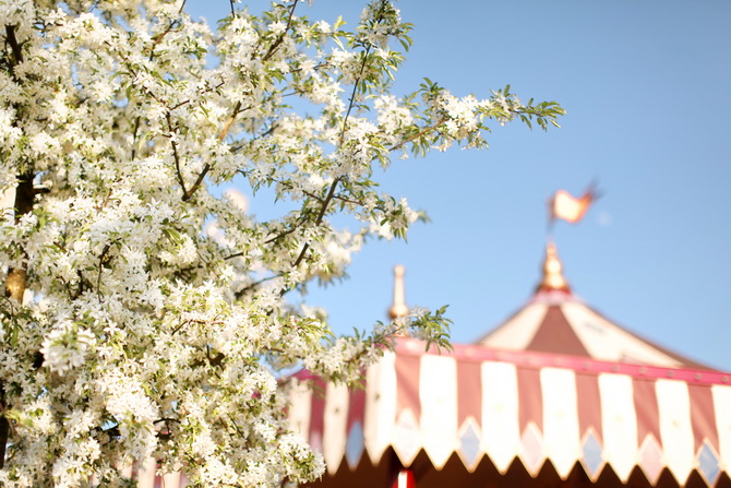 The Cherry Blossom Girl - Disneyland Paris Swing Into Spring 36