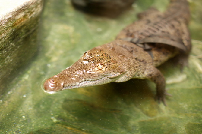 The Cherry Blossom Girl - Alligators 02