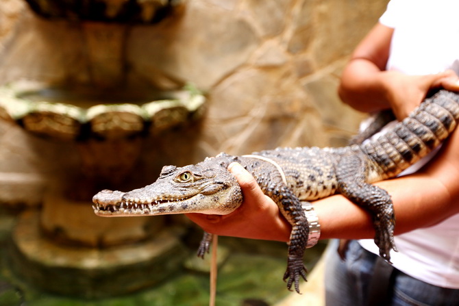 The Cherry Blossom Girl - Alligators 06