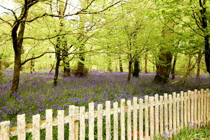 The Cherry Blossom Girl - Bluebells 02