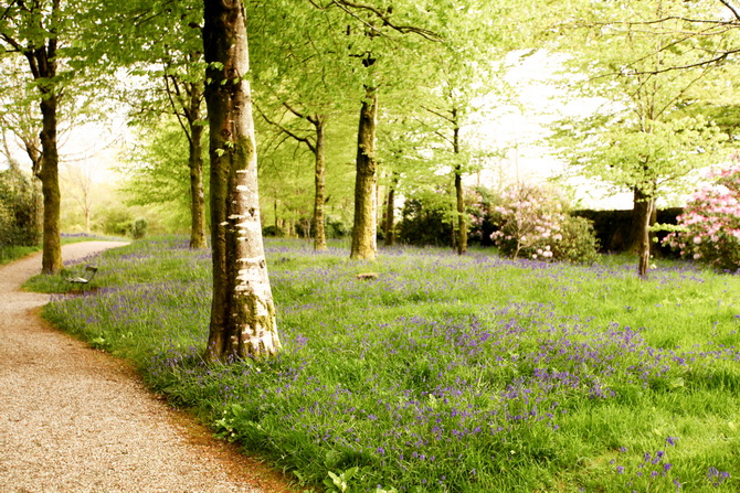 The Cherry Blossom Girl - Bluebells 03