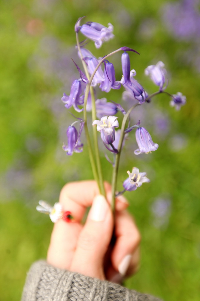 The Cherry Blossom Girl - Bluebells 13