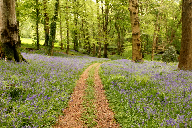 The Cherry Blossom Girl - Bluebells 14