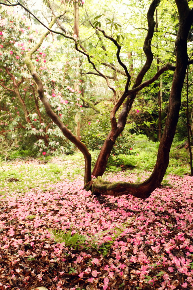 The Cherry Blossom Girl - Floral Immersion 18