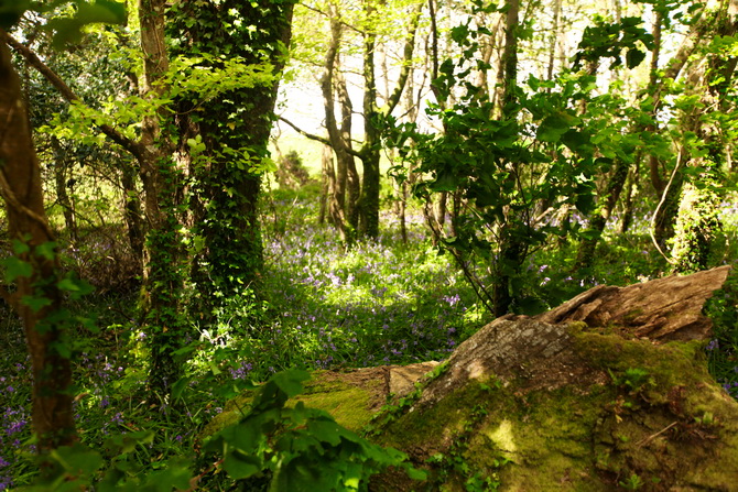 The Cherry Blossom Girl - The Lost Gardens of Heligan 06