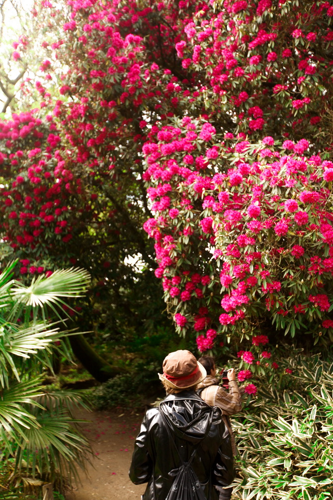 The Cherry Blossom Girl - The Lost Gardens of Heligan 08