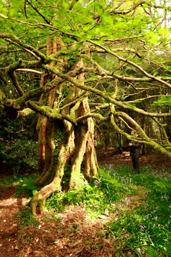 The Cherry Blossom Girl - The Lost Gardens of Heligan 26