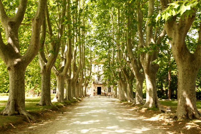 The cherry Blossom Girl - Week End in Provence 25