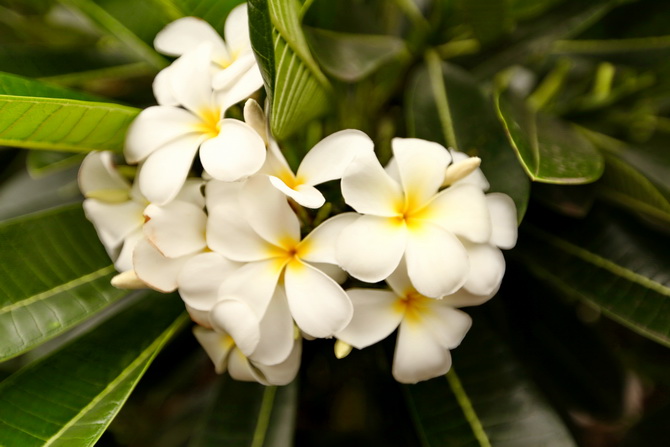 The Cherry Blossom Girl - Plumeria 02