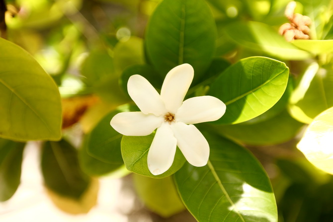 The Cherry Blossom Girl - Somewhere over the rainbow Tahiti 02