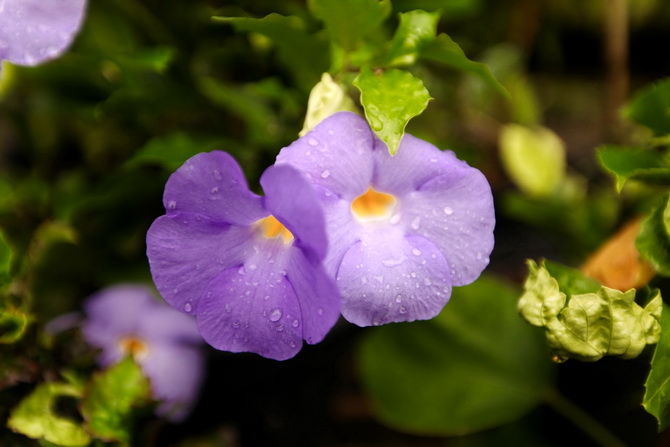 The Cherry Blossom Girl - Somewhere over the rainbow Tahiti 05