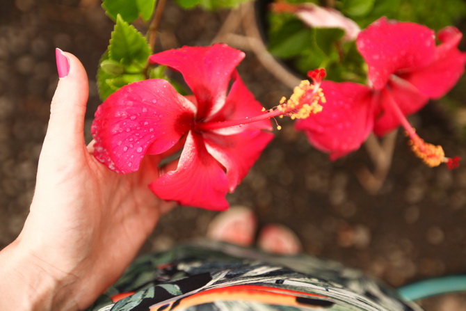 The Cherry Blossom Girl - Somewhere over the rainbow Tahiti 06