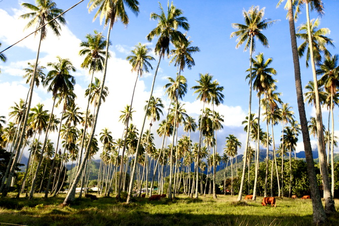 The Cherry Blossom Girl - Somewhere over the rainbow Tahiti 34