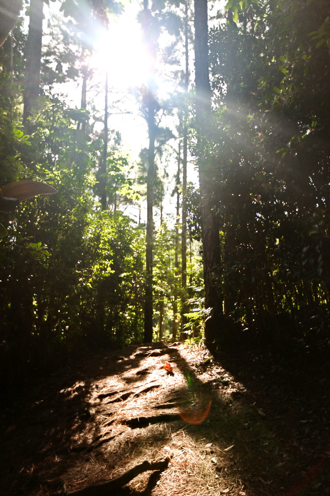 The Cherry Blossom Girl - Tahitian Forest 14