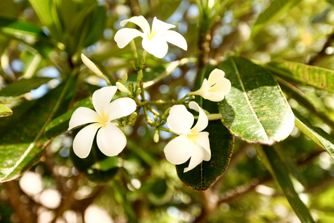 The Cherry Blossom Girl - Te Mana 06