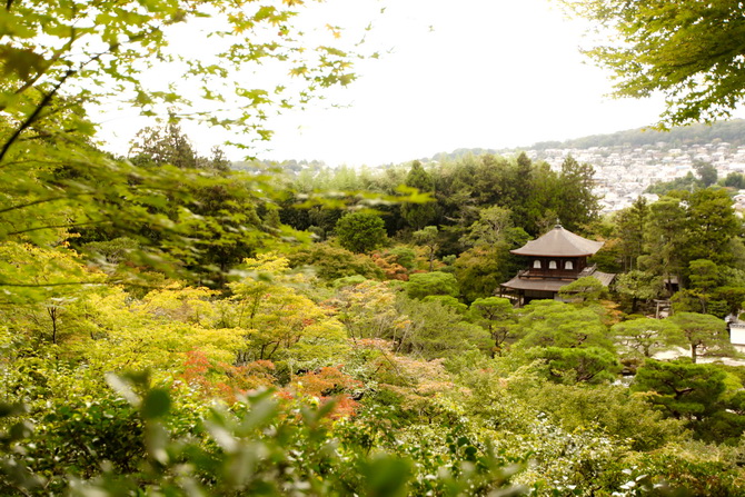 The Cherry Blossom Girl - Japan 2014 13