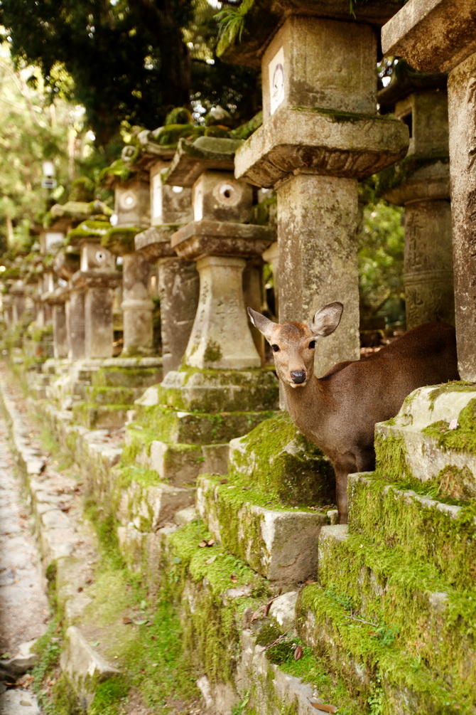 The Cherry Blossom Girl - Nara 13