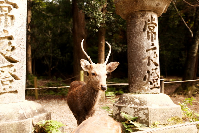 The Cherry Blossom Girl - Nara 18