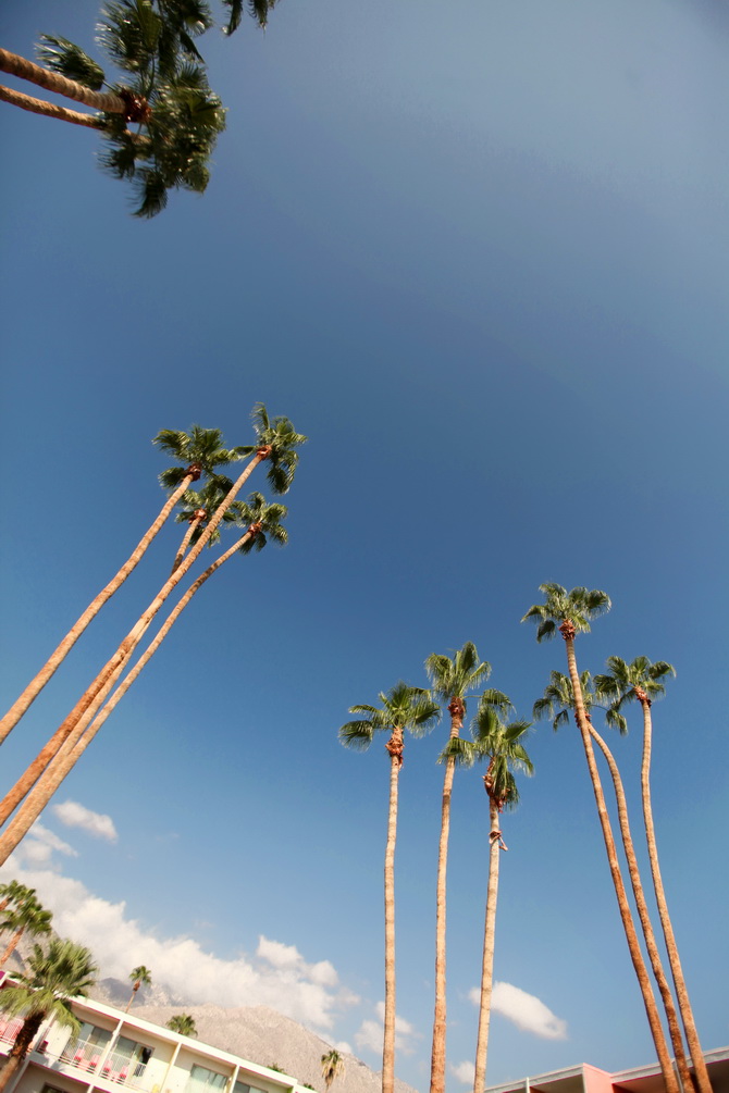 The Cherry Blossom Girl - Palm Springs Saguaro Hotel 20