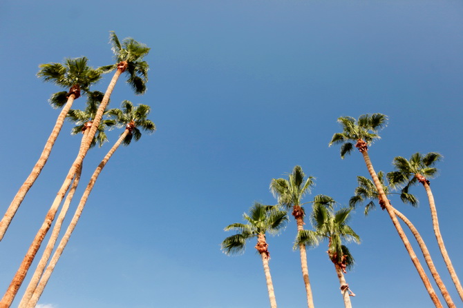 The Cherry Blossom Girl - Palm Springs Saguaro Hotel 26