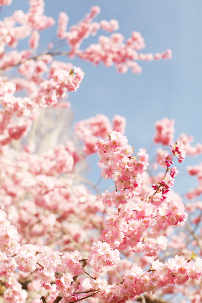 The Cherry Blossom Girl - Bump 11