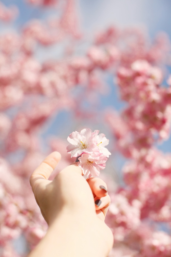 The Cherry Blossom Girl - Bump 12