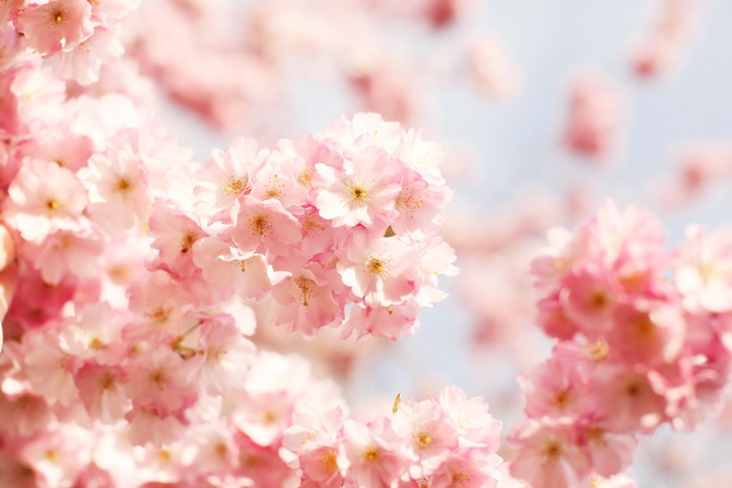 The Cherry Blossom Girl - Bump 13